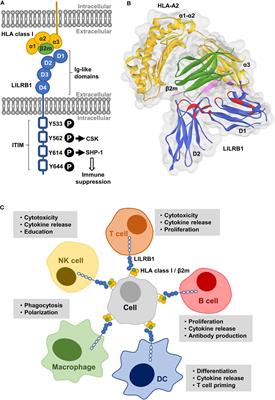 Perspectives of targeting LILRB1 in innate and adaptive immune checkpoint therapy of cancer